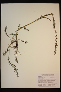 Pedicularis attollens image